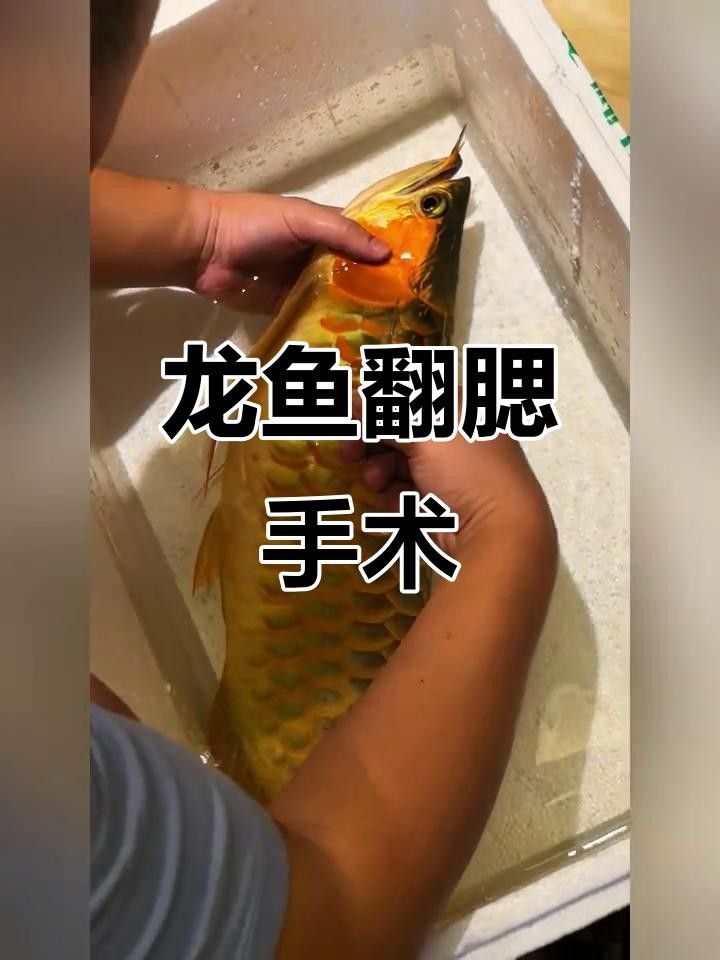 龍魚爛鰓蓋好轉后如何護理