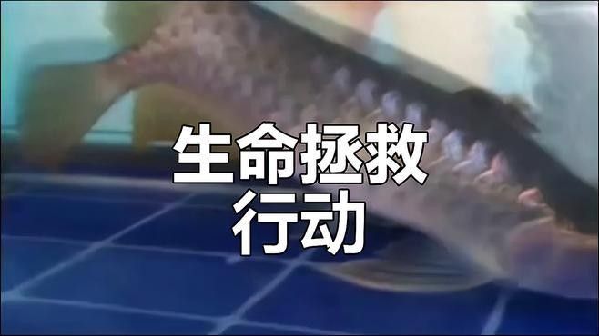 龍魚腹水手術風險大嗎？