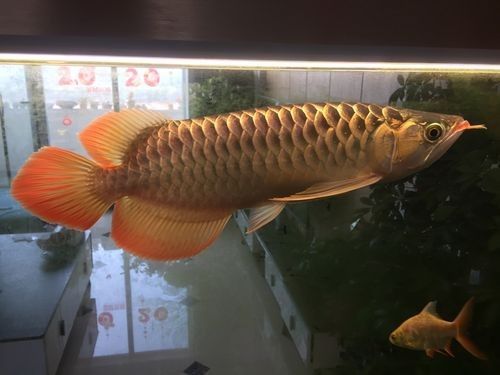 黑色金龍魚價格多少錢一條圖片欣賞
