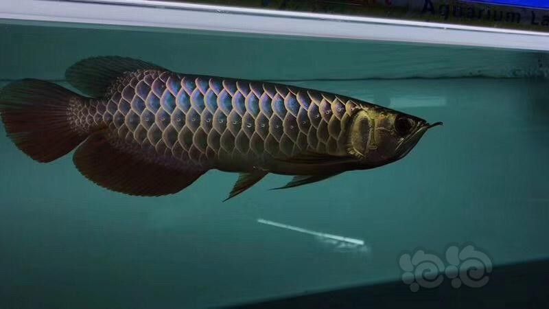 黑色金龍魚價格多少錢一條圖片欣賞