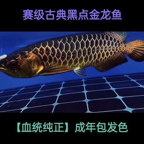 黑色金龍魚價格多少錢一條圖片欣賞