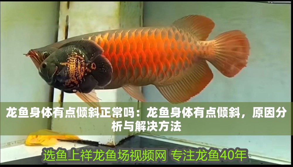 龍魚身體有點(diǎn)傾斜正常嗎：龍魚身體有點(diǎn)傾斜，原因分析與解決方法