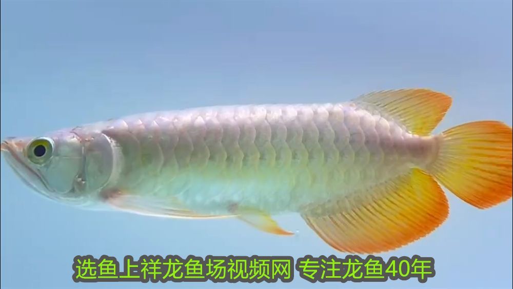 龍魚身體有點(diǎn)傾斜正常嗎：龍魚身體有點(diǎn)傾斜，原因分析與解決方法