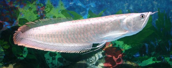 龍魚長啥樣？：龍魚是一種大型、美麗的觀賞魚，它的外觀特征使其得名“龍魚”
