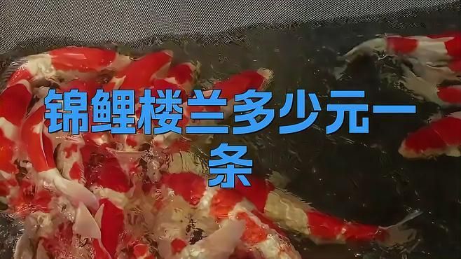 錦鯉樓蘭的具體拍賣過程是怎樣的？