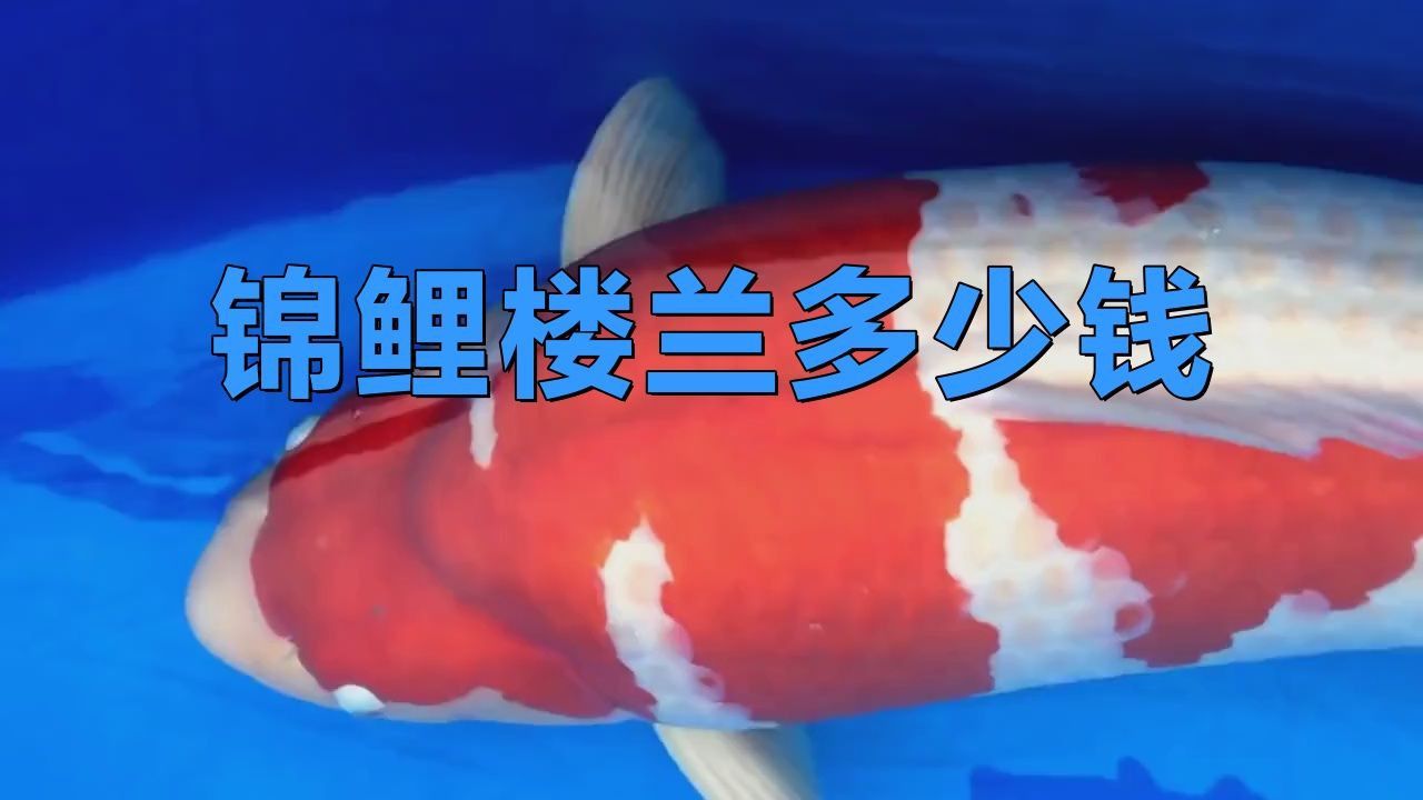 錦鯉樓蘭的具體拍賣過程是怎樣的？
