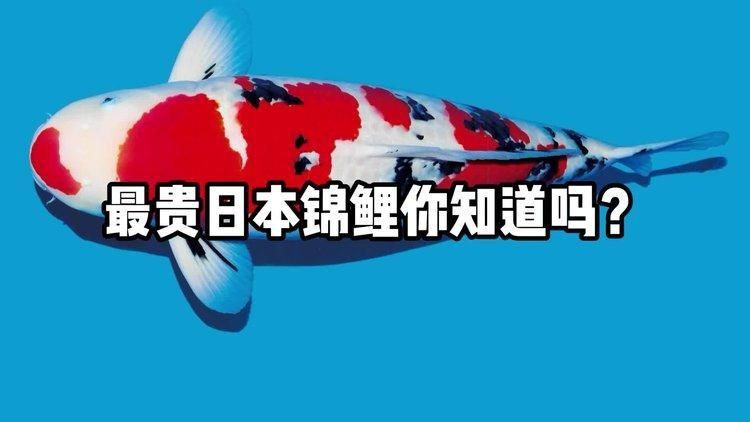 錦鯉樓蘭的具體拍賣過程是怎樣的？