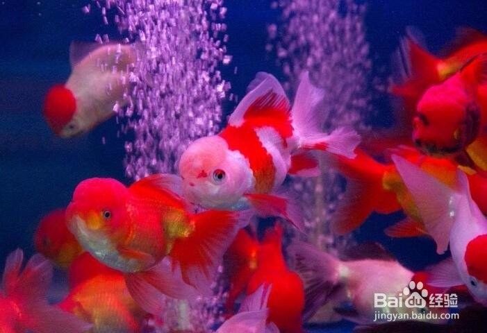 龍晴魚的最佳飼養(yǎng)溫度是多少？