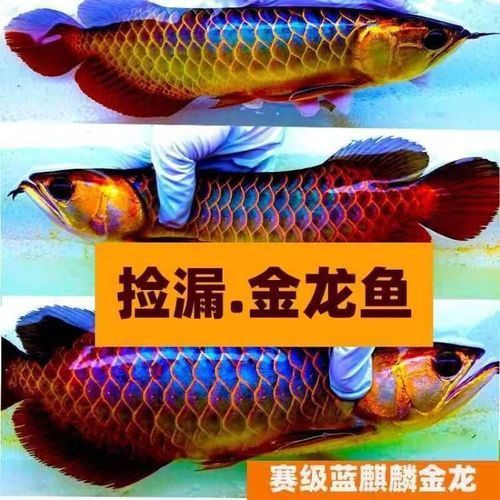紫色金龍魚多少錢一條