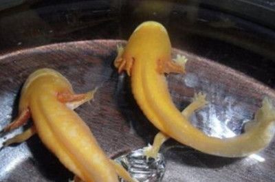 龍魚嘴巴爛了怎么辦：龍魚爛嘴如何預防，龍魚爛嘴用什么藥好