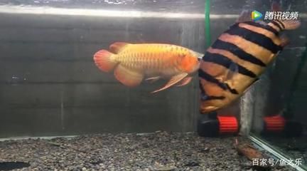 龍魚混養魚推薦哪種魚最好:與龍魚混養的魚類是幾種與龍魚混養效果較好的魚類 龍魚百科 第3張 龍魚混養魚推薦哪種魚最好:與龍魚混養的魚類是幾種與龍魚混養效果較好的魚類 龍魚混養魚推薦哪種魚最好:與龍魚混養的魚類是幾種與龍魚混養效果較好的魚類 龍魚百科 第3張