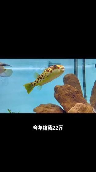 奈及利亞紅圓點(diǎn)狗頭最簡(jiǎn)單處理方法圖解