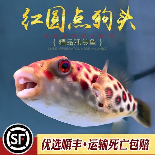 奈及利亞紅圓點(diǎn)狗頭最簡(jiǎn)單處理方法圖解