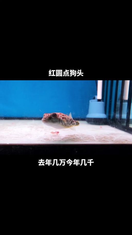 奈及利亞紅圓點(diǎn)狗頭最簡(jiǎn)單處理方法圖解