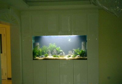 濟南龍魚批發（濟南最大水族批發市場-龍魚批發市場） 濟南龍魚批發（濟南最大水族批發市場-龍魚批發市場） 龍魚百科 第3張