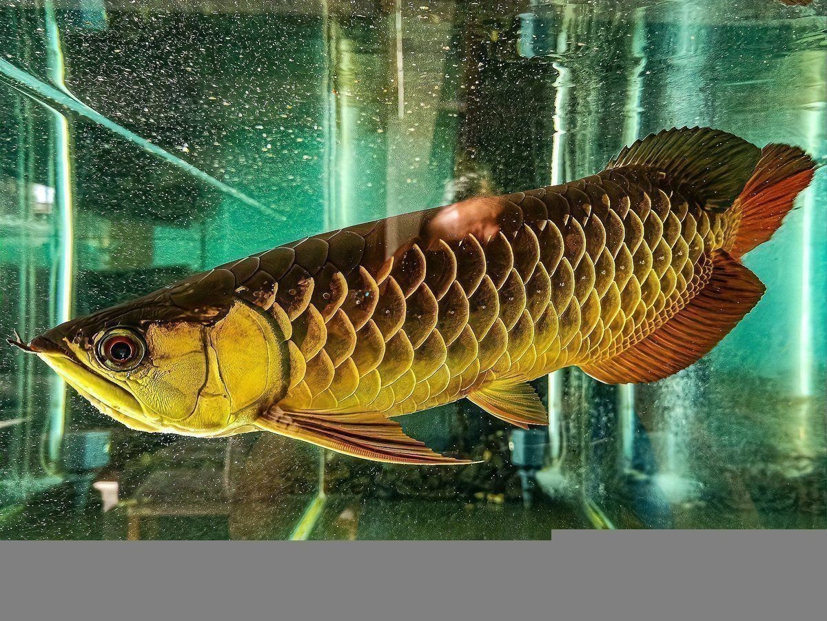 過背金龍魚發(fā)色期間需要換水嗎？