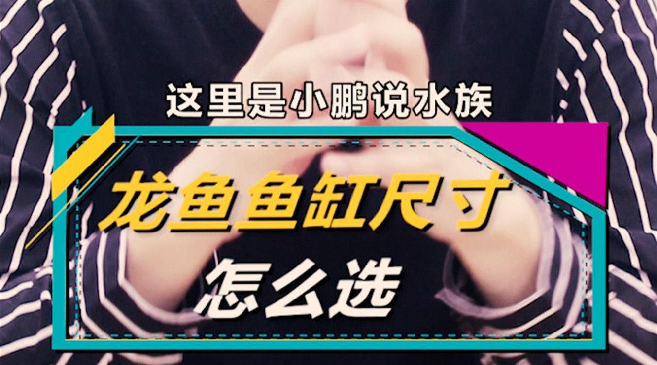 龍魚魚缸的最佳尺寸是多少？