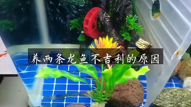 九條龍魚需要多大的缸養殖