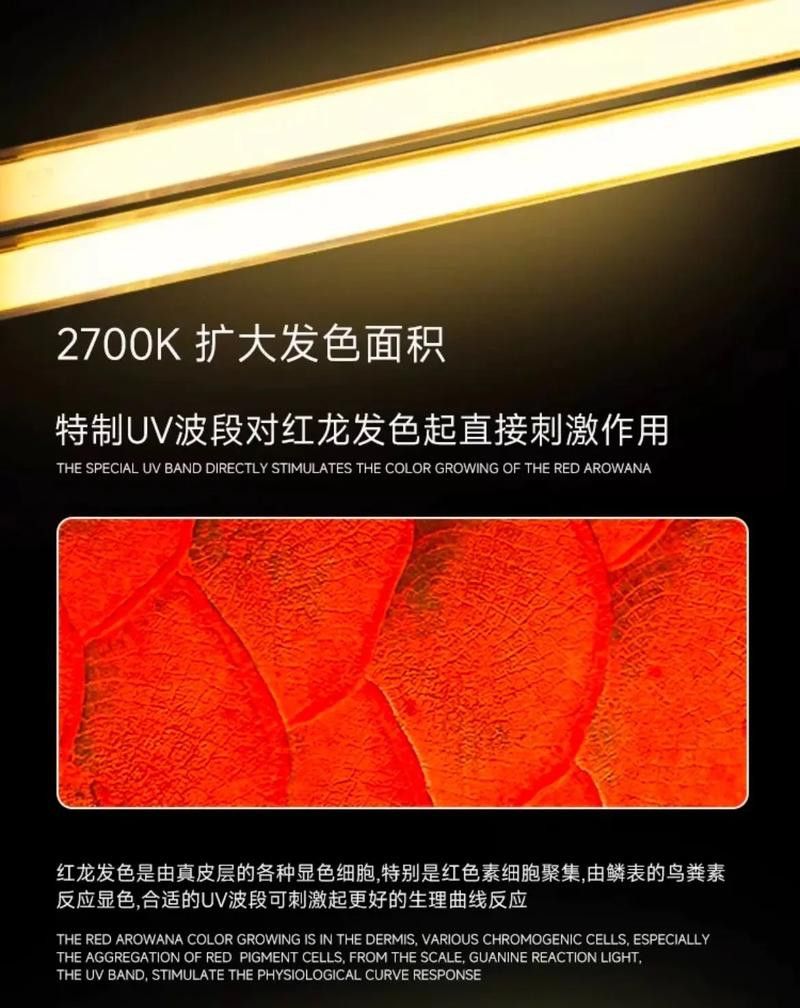 紅龍魚除了蜈蚣還能吃什么發色餌料？