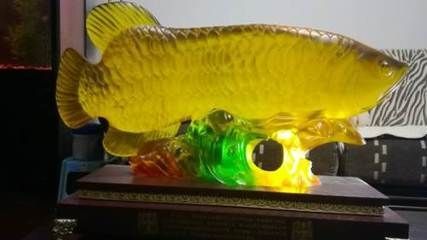 龍魚黃燈和白燈區別大嗎：龍魚黃燈和白燈有什么區別