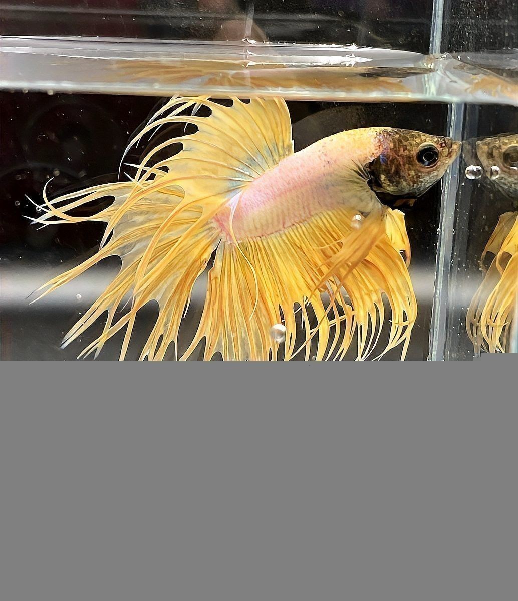 六角龍魚的飼養方法大全