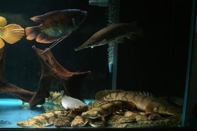 恐龍魚最貴的品種（世界上最貴的恐龍魚）