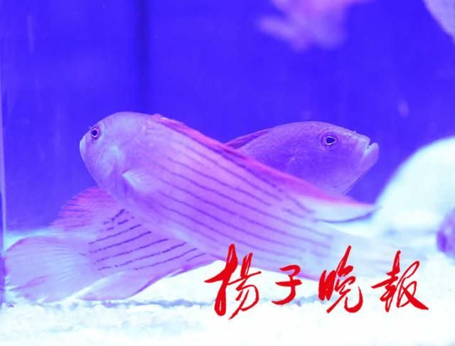 紅龍魚鱗片松動怎么辦（紅龍魚鱗片松動可能是由多種原因引起的，一種可能是水質問題）