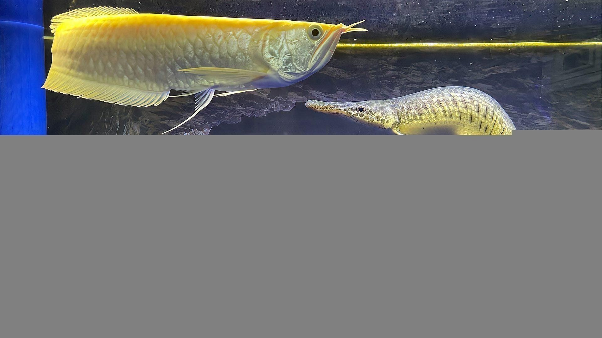 黃化白子銀龍魚和黃化銀龍魚哪個(gè)好