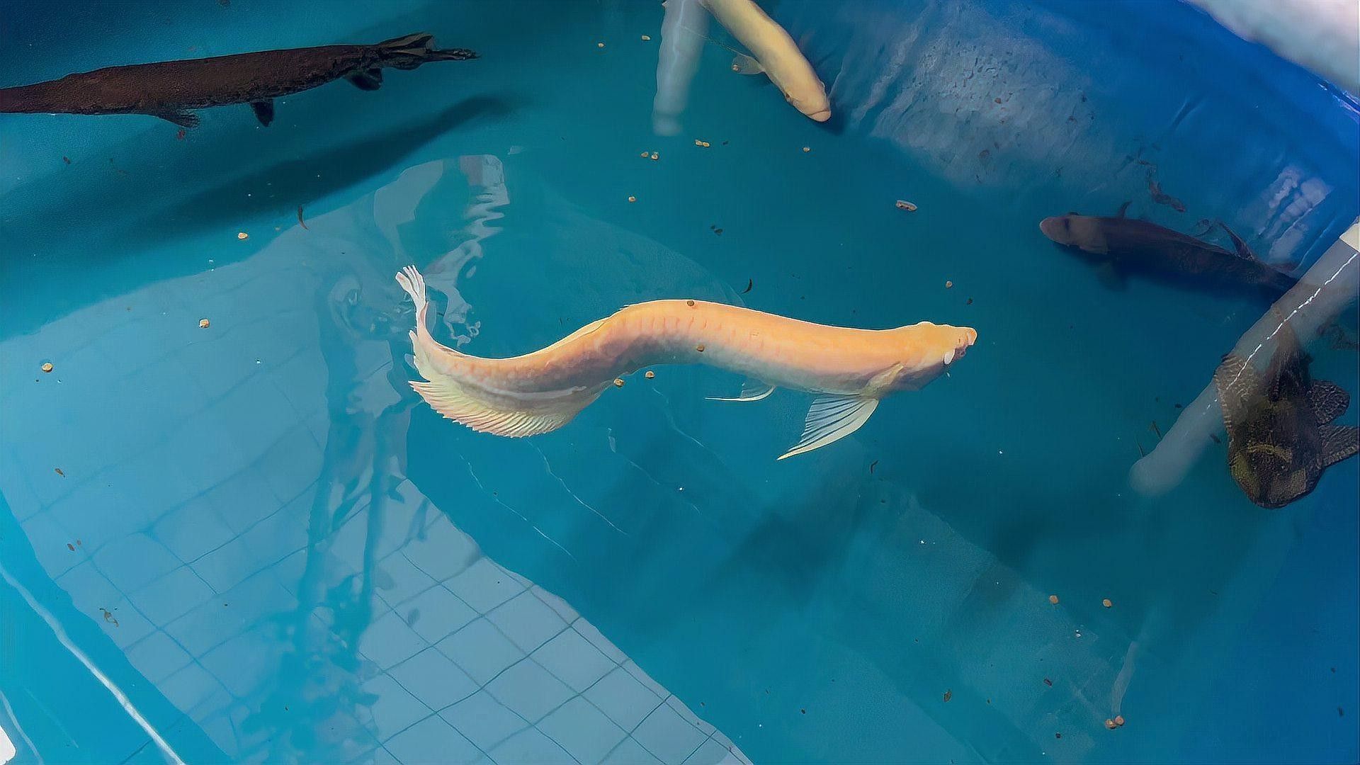 黃化白子銀龍魚和黃化銀龍魚哪個好