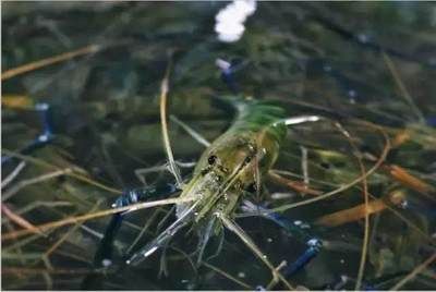 龍魚喂小河蝦要去殼嗎：在喂養龍魚小河蝦時，是否需要去殼理由,不去殼情況