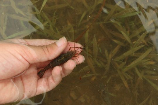 龍魚喂小河蝦要去殼嗎：在喂養龍魚小河蝦時，是否需要去殼理由,不去殼情況