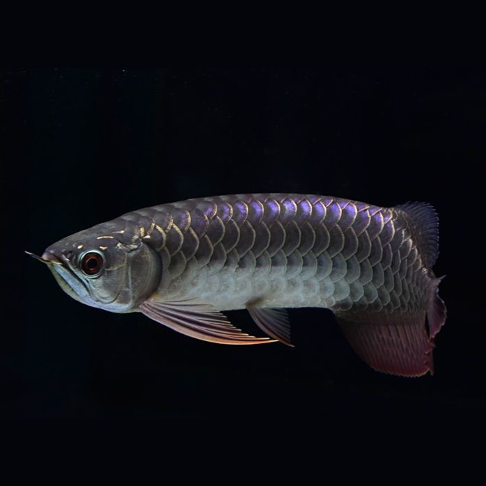金龍福龍魚屬于雜魚嗎