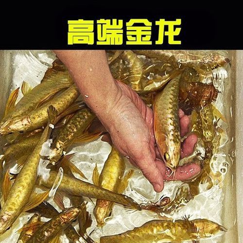 哪里有金龍魚苗賣