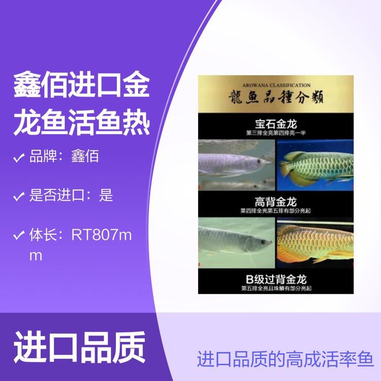 哪里有金龍魚苗賣