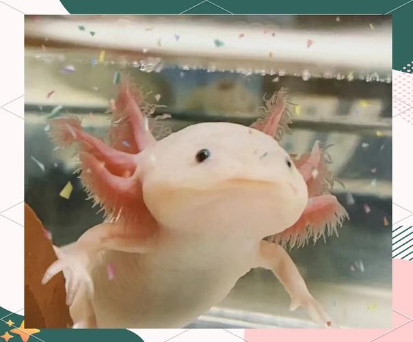 六腳恐龍魚能長多大圖片 六腳恐龍魚能長多大圖片 龍魚百科 第2張