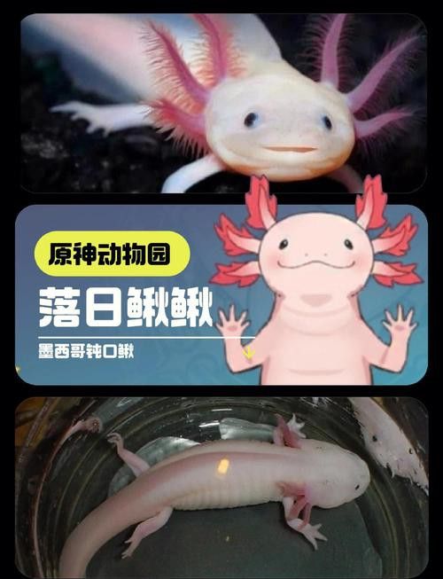 六腳恐龍魚能長多大圖片 六腳恐龍魚能長多大圖片 龍魚百科 第3張