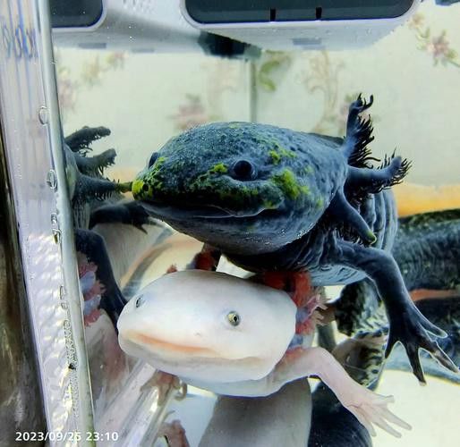 六腳恐龍魚能長多大圖片 六腳恐龍魚能長多大圖片 龍魚百科 第11張