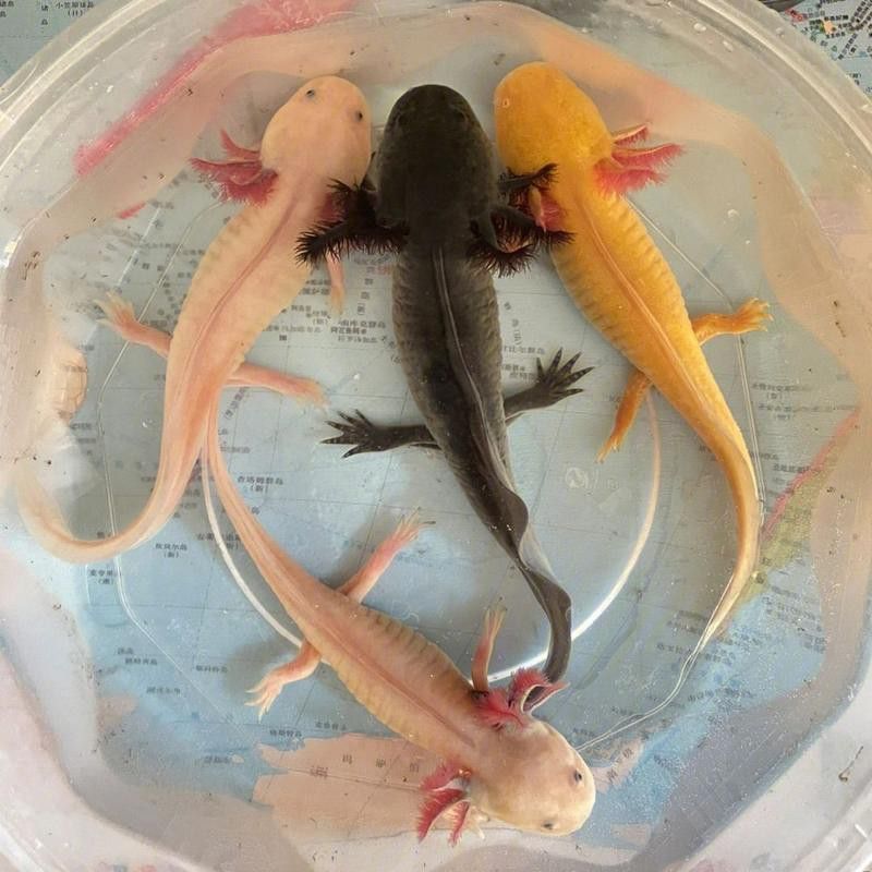 六腳恐龍魚能長多大圖片 六腳恐龍魚能長多大圖片 龍魚百科 第16張