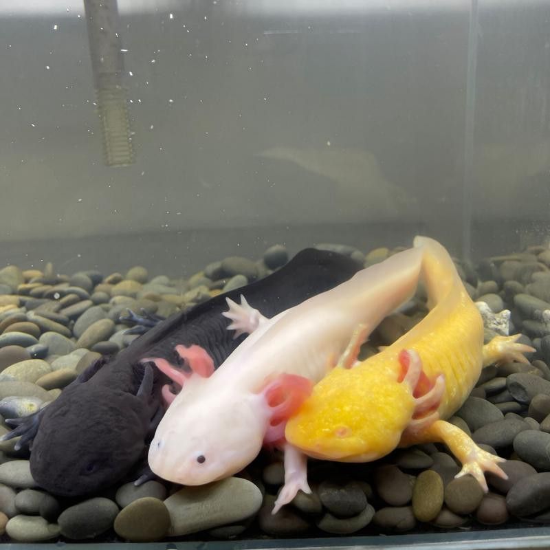 六腳恐龍魚能長多大圖片 六腳恐龍魚能長多大圖片 龍魚百科 第18張