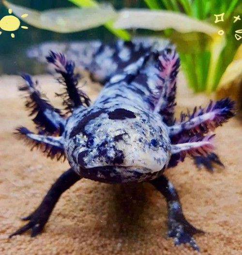 六腳恐龍魚能長多大圖片 六腳恐龍魚能長多大圖片 龍魚百科 第21張