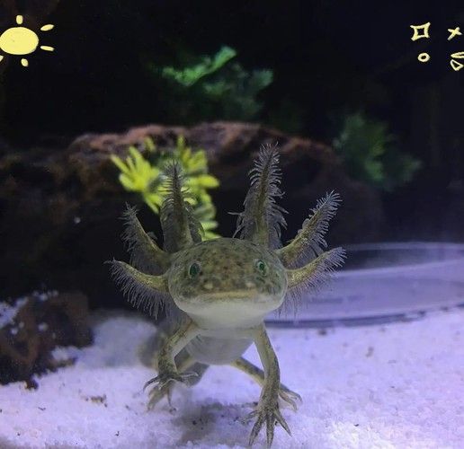 六腳恐龍魚能長多大圖片 六腳恐龍魚能長多大圖片 龍魚百科 第19張