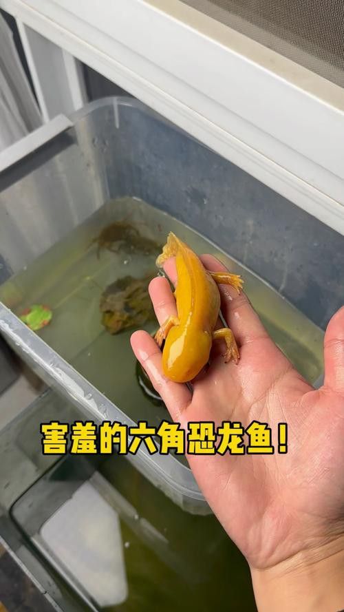 六腳恐龍魚能長多大圖片 六腳恐龍魚能長多大圖片 龍魚百科 第39張