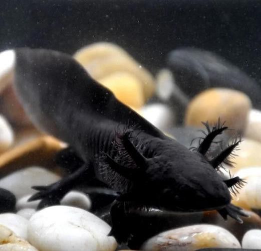 六腳恐龍魚能長多大圖片 六腳恐龍魚能長多大圖片 龍魚百科 第41張