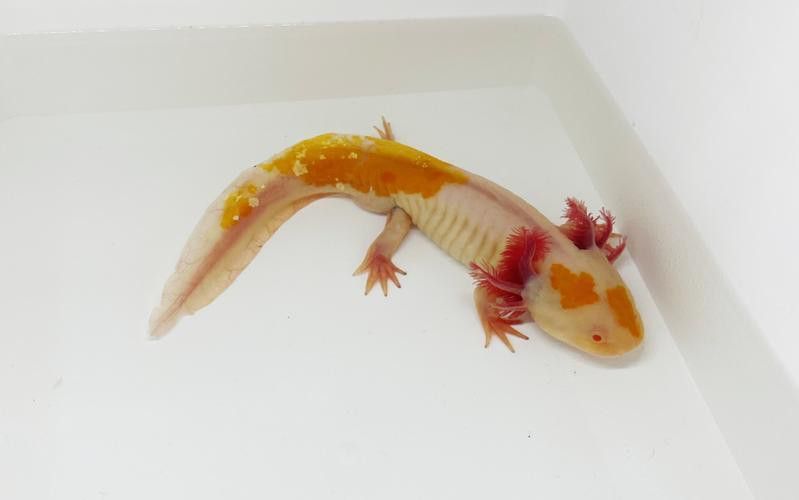 六腳恐龍魚能長多大圖片 六腳恐龍魚能長多大圖片 龍魚百科 第45張