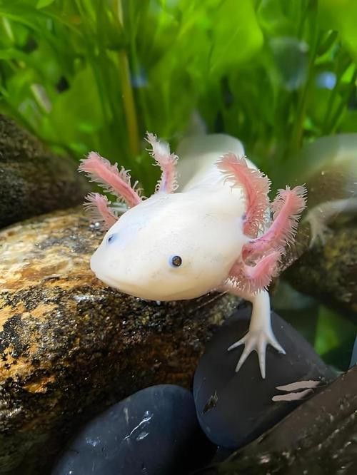 六腳恐龍魚能長多大圖片 六腳恐龍魚能長多大圖片 龍魚百科 第47張