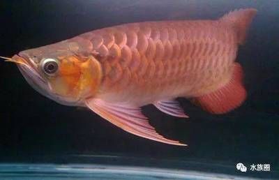 龍魚半年長(zhǎng)10公分快嗎【龍魚半年長(zhǎng)10公分快嗎龍魚半年長(zhǎng)10公分快嗎】