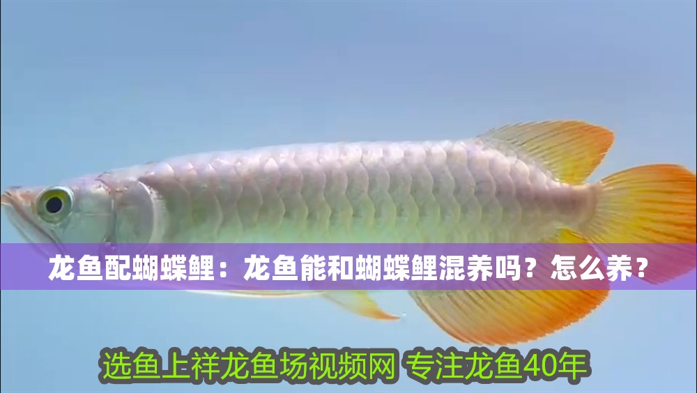 龍魚配蝴蝶鯉：龍魚能和蝴蝶鯉混養嗎？怎么養？