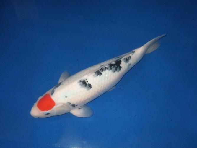 劣質丹頂錦鯉圖片