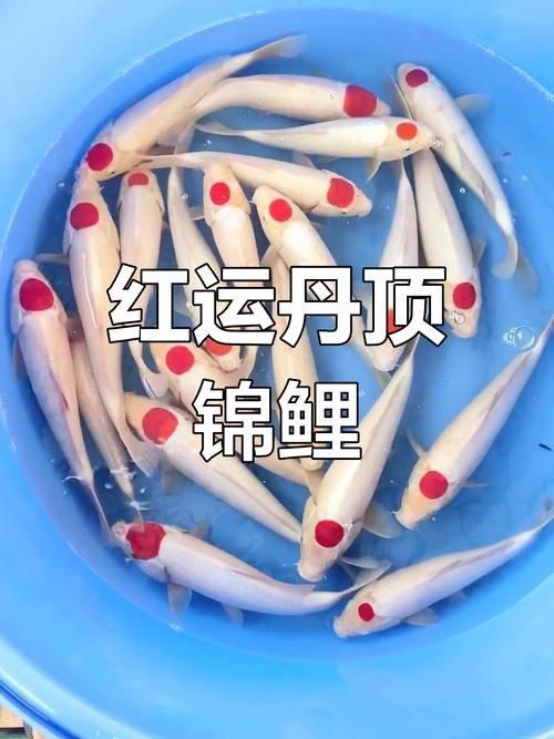 劣質丹頂錦鯉圖片