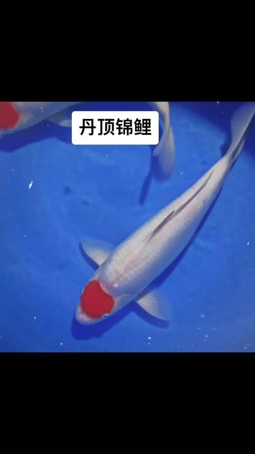 劣質丹頂錦鯉圖片